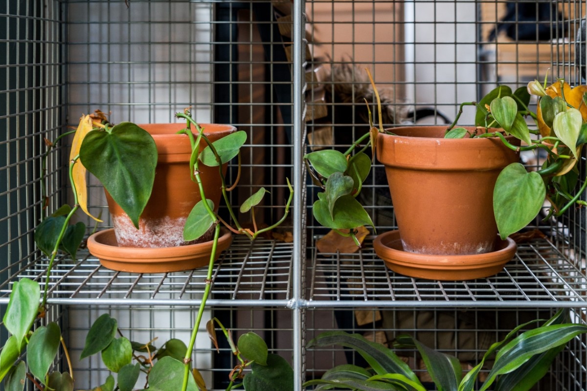 TRUCOS CASEROS | Macetas de barro. (Foto: Pexels)