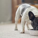 ¿Por qué mi perro baja de peso si come igual? Estas son las causas más comunes