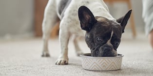 La diabetes y la pancreatitis en etapas avanzadas, junto con la parasitosis intestinal, son causas frecuentes de pérdida de peso en perros sin razón aparente. Foto: Istock