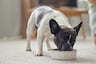 ¿Por qué mi perro baja de peso si come igual? Estas son las causas más comunes