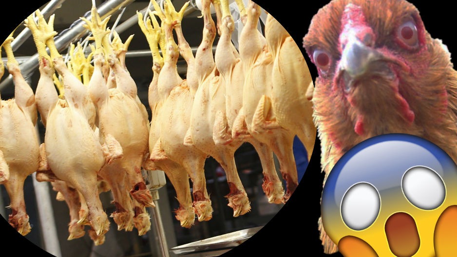 Robando Pollos Los Olivos: 'Gorda' fue arrestada por robar pollitos y patitos ...