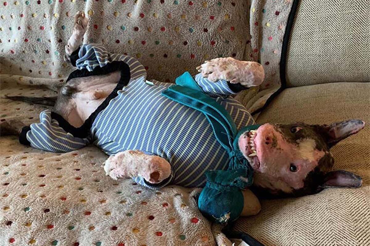 Phoenix se encuentra recuperándose lentamente y ya puede tener una vida normal: jugar y ser feliz al lado de otros perros. | Foto: @phoenixthedawg