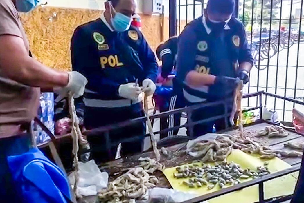 Efectivos policiales se encargaron de sacar la droga de las vísceras de animales. (Foto: INPE)