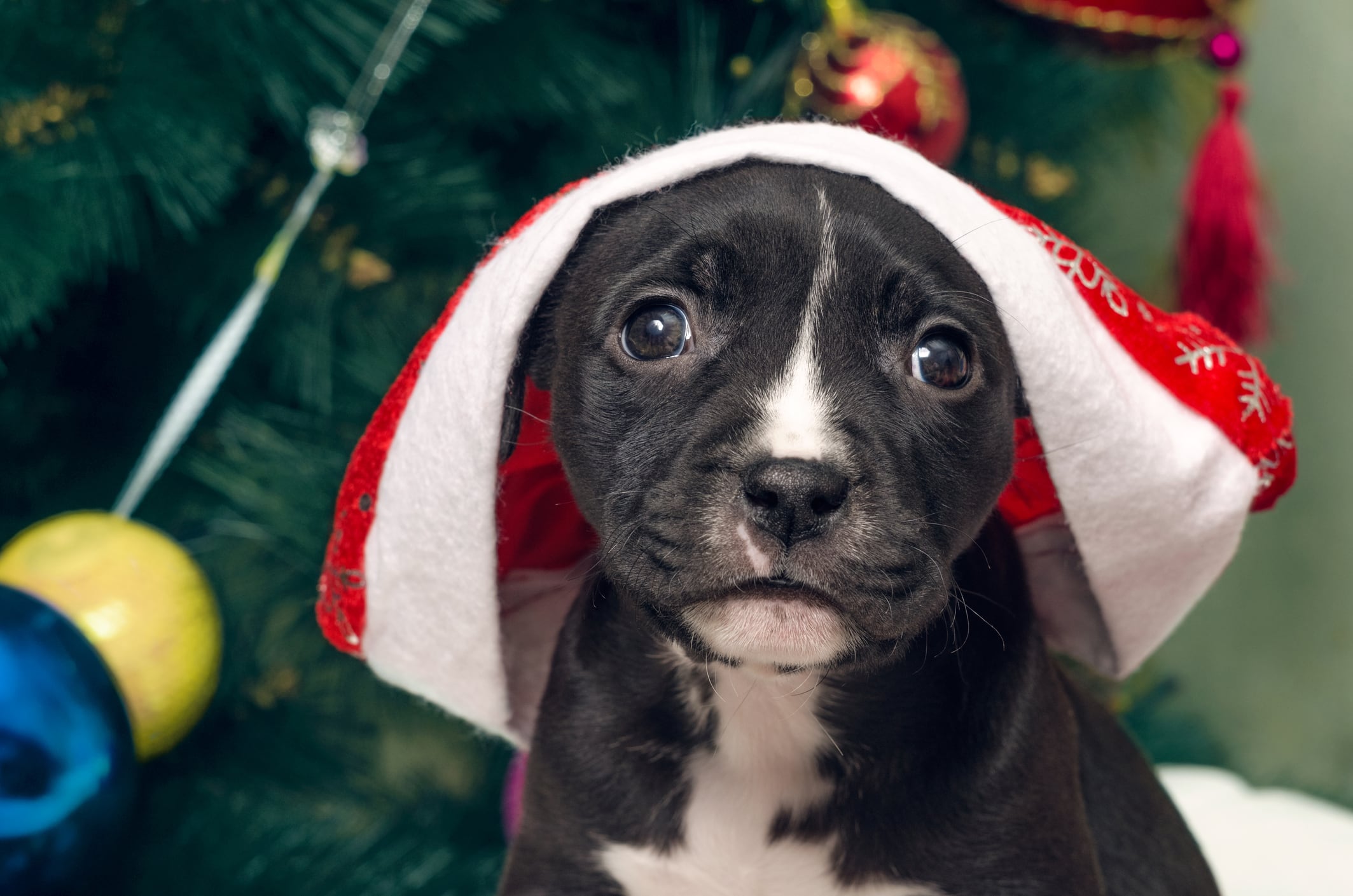 Cuida a tus perros de los fuegos artificiales. Foto: Istock