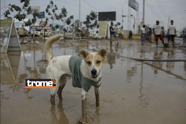 Muchos siguen luchando entre lodo y se esperan más lluvias. Enfermedades por proliferación de mosquitos, virus y bacterias debido al agua empozada. (Isabel Medina / Foto: Joel Alonzo / Trome).