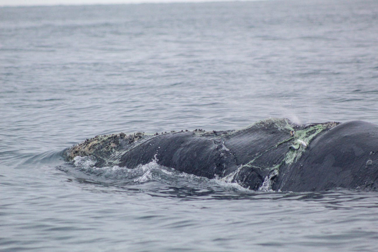 Perú, con su extensa costa y una rica biodiversidad marina, se ha visto particularmente afectado por el enmallamiento de cetáceos.