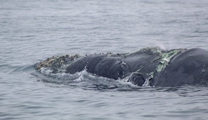 Advierten incremento de ballenas atrapadas en redes del mar de la Costa