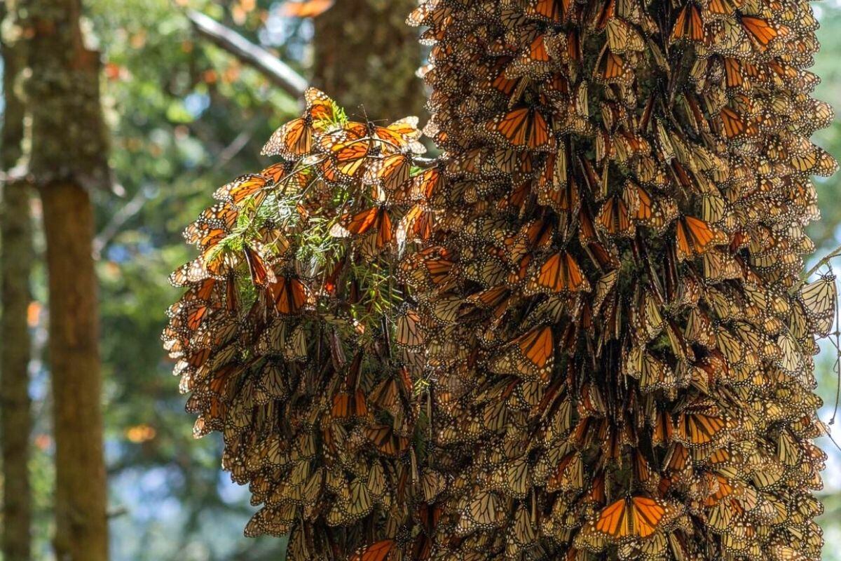Su variedad es una de las más grandes en el mundo animal (Foto: EFE)