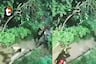 ¡Maltrato animal en SJM! Rescatan a 48 perros de criadero clandestino con heridas, hongos y otros problemas de salud