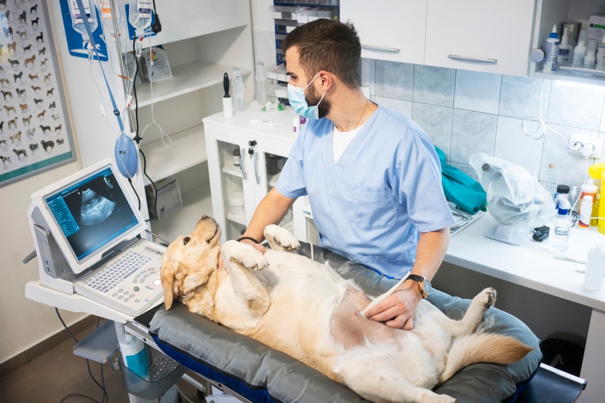 Por lo general, el tratamiento para esta enfermedad es quirúrgico y lo recomendable es la esterilización. Foto: Istock.