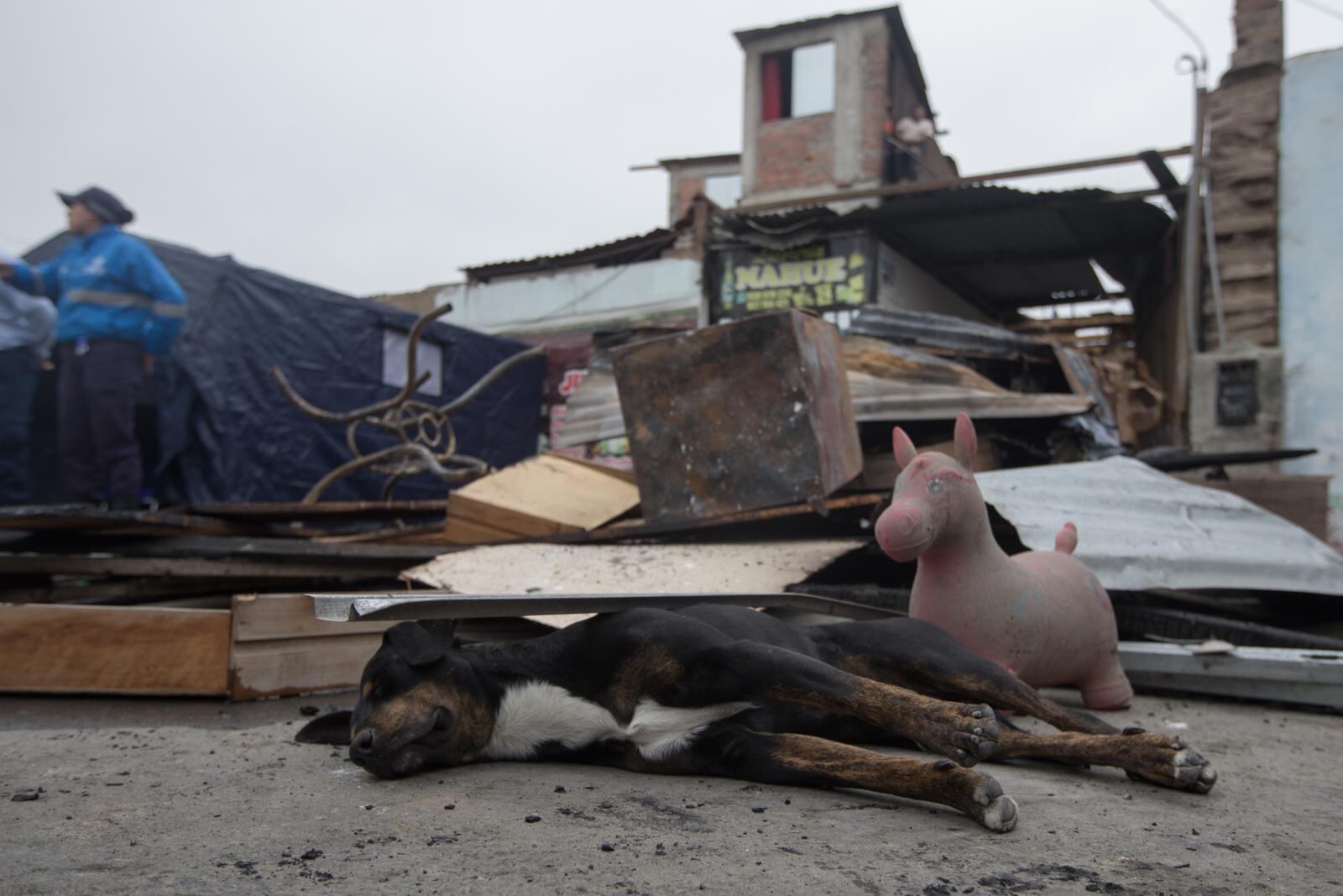 Perrito de una de las casas afectadas también se quedó en la calle. | Foto: Andrés Paredes / Diario Trome