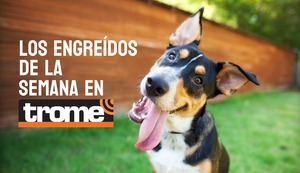Engreídos Trome de la semana: conoce a las mascotas que conquistarán tu corazón