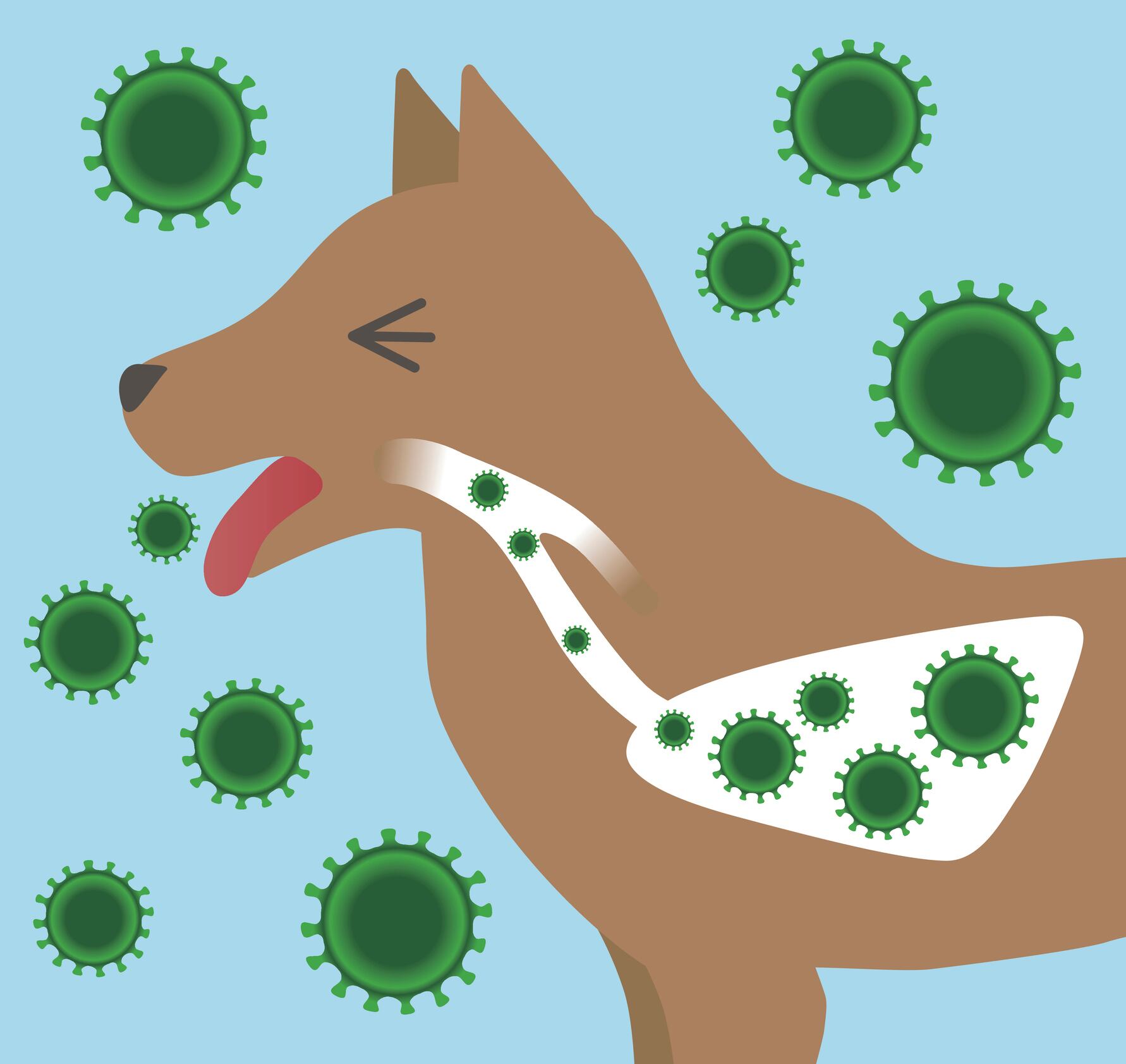 La tos de las perreras es una enfermedad respiratoria altamente contagiosa en perros, similar a un resfriado severo, causada por virus y bacterias. Foto: composición/Isock