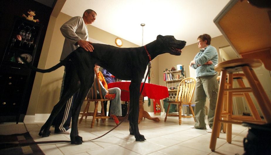 El gran danés inspiró al famoso Scooby Doo. (AP)