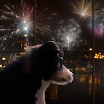 Consejos prácticos para ayudar a tu perro a soportar los fuegos artificiales