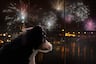 Consejos prácticos para ayudar a tu perro a soportar los fuegos artificiales