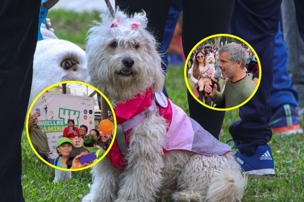 Caminata solidaria Huellas 4K en en beneficio de perros y gatos sin hogar. Foto: Composición / Instagram Fundación Huellas Perú / Municipalidad de Surco.