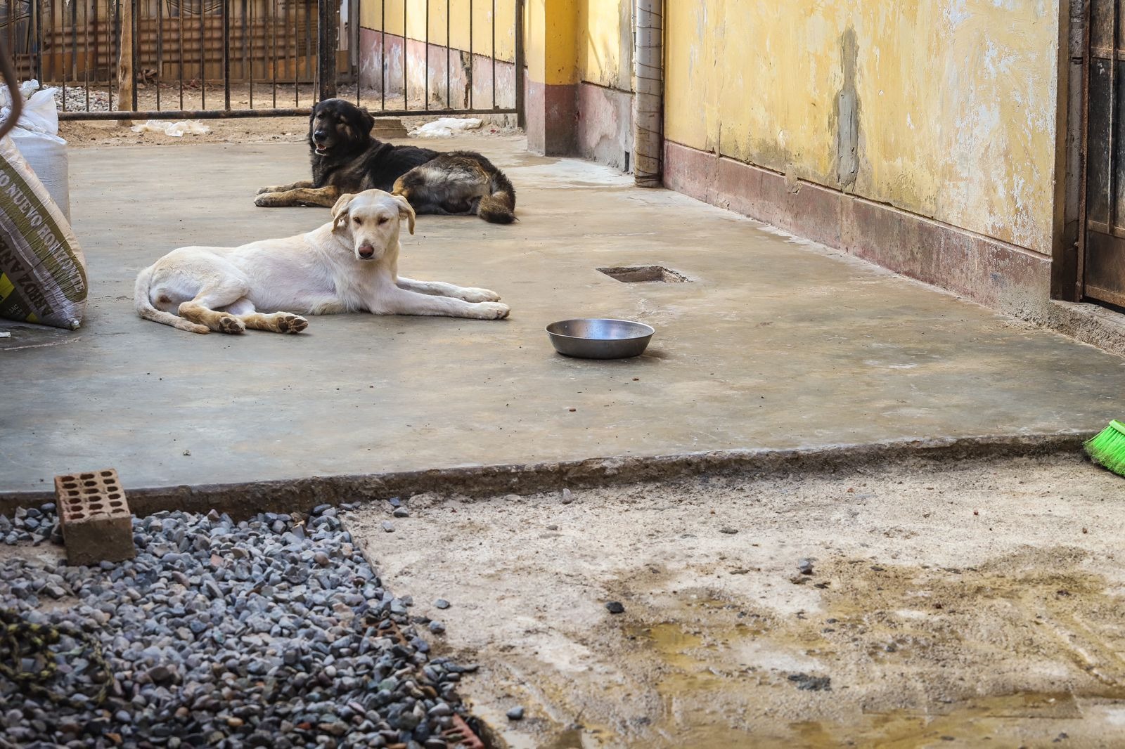 Se debe sancionar a aquellas personas que incurren en el maltrato animal.
