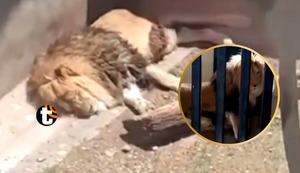 Rescatan a 200 animales maltratados en zoológico de Huancayo: Encerrados sin alimento