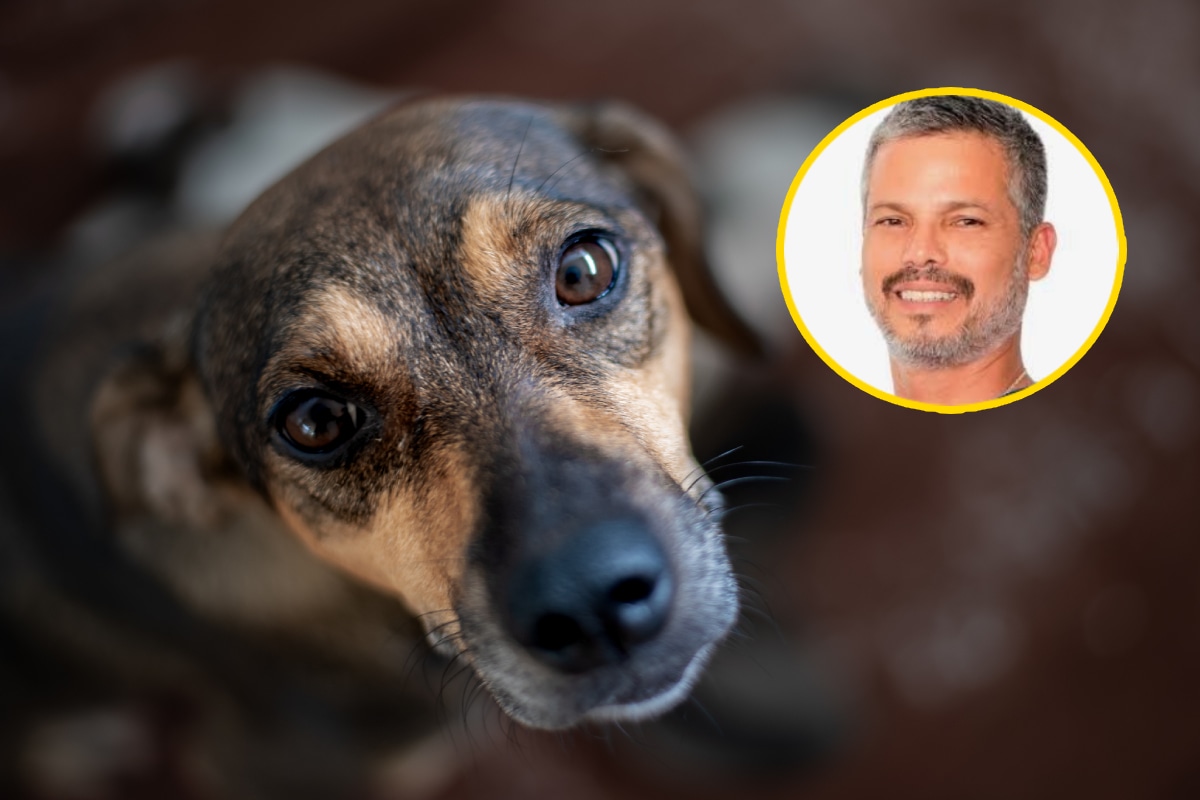 Mascota triste. Foto: composición/Istock