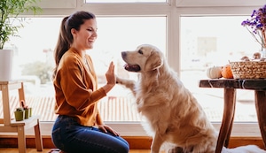¿Cómo hacer que mi perro aprenda su nombre?