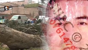 Trágico accidente en Ate: hombre muere tras caerle un árbol que se desprendió de raíz