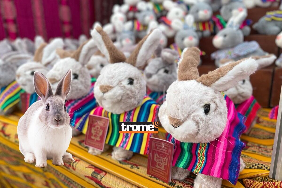 Empiezan a buscar al 'conejito'. (Isabel Medina / Trome)