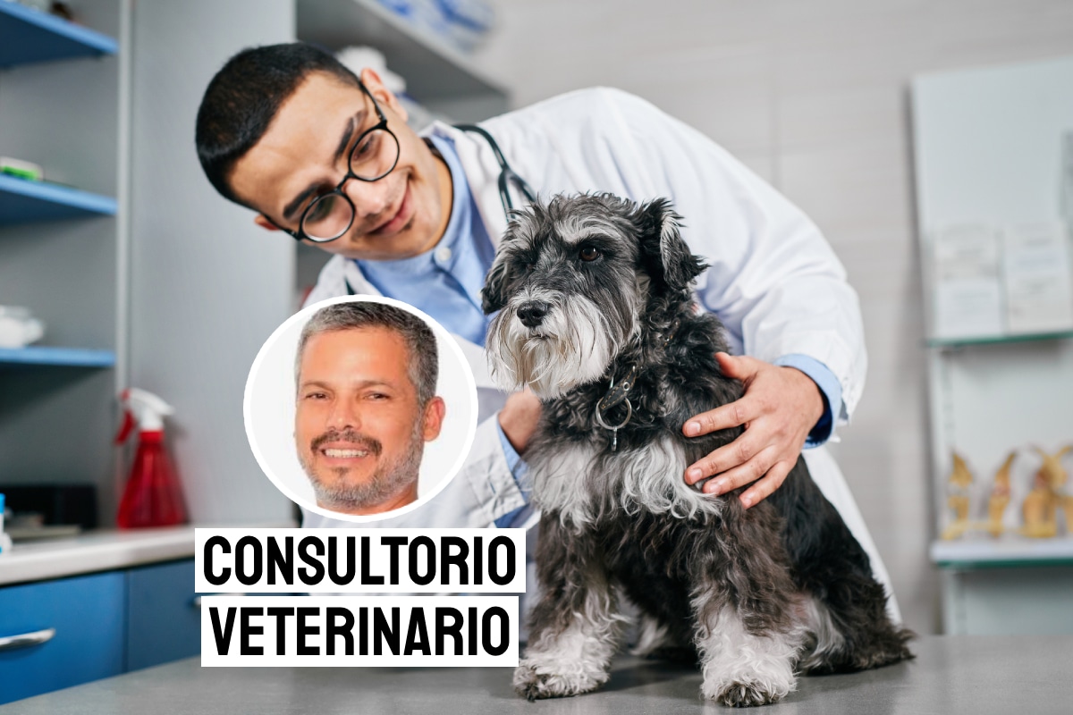 Los signos comunes de leptospirosis en perros incluyen fiebre, vómitos, dolor abdominal, diarrea, falta de apetito, debilidad y dolor muscular intenso. Foto: composición/Istock