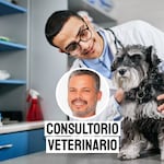 Leptospirosis en mascotas: las formas más efectivas de prevenir esta enfermedad y evitar riesgos