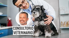 Leptospirosis en mascotas: las formas más efectivas de prevenir esta enfermedad y evitar riesgos