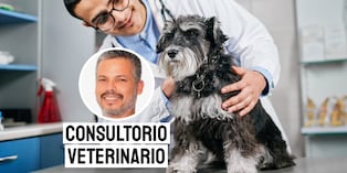 Los signos comunes de leptospirosis en perros incluyen fiebre, vómitos, dolor abdominal, diarrea, falta de apetito, debilidad y dolor muscular intenso. Foto: composición/Istock