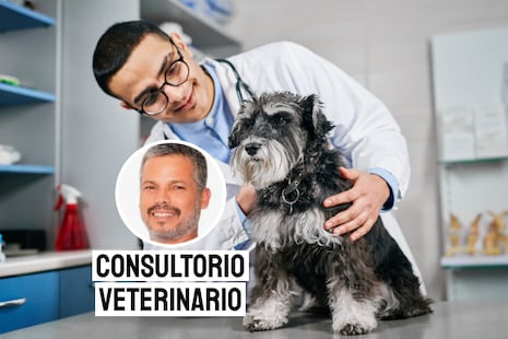 Leptospirosis en mascotas: las formas más efectivas de prevenir esta enfermedad y evitar riesgos