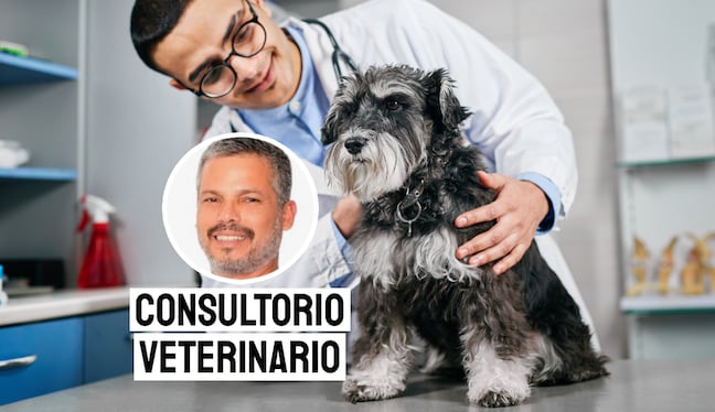 Los signos comunes de leptospirosis en perros incluyen fiebre, vómitos, dolor abdominal, diarrea, falta de apetito, debilidad y dolor muscular intenso. Foto: composición/Istock