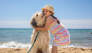 Seis tips para llevar a tu perro a la playa sin perjudicar su salud ni incomodar a otros bañistas