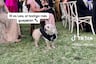 Pareja de novios se casa y tiene como testigo de la boda a su perrito