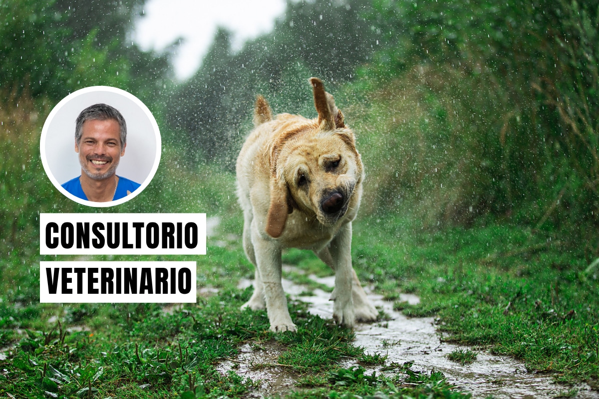 La transmisión de leptospirosis puede aumentar tras lluvias intensas e inundaciones. Foto: composición/iStock.