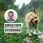 Leptospirosis en perros: cómo prevenirla ante las lluvias por El Niño