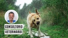 Leptospirosis en perros: cómo prevenirla ante las lluvias por El Niño