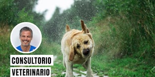 La transmisión de leptospirosis puede aumentar tras lluvias intensas e inundaciones. Foto: composición/iStock.