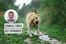 Leptospirosis en perros: cómo prevenirla ante las lluvias por El Niño