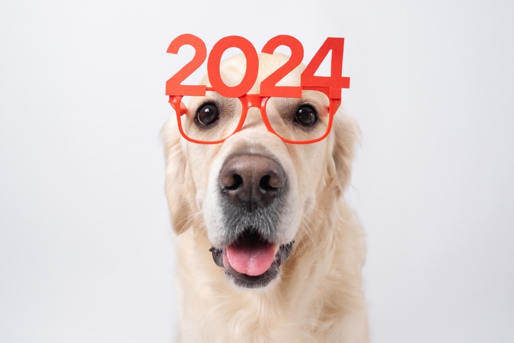 Perrito celebrando el nuevo año.