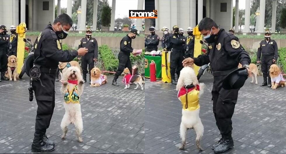 Canes de la policía reciben entrenamiento y se especializan para participar en acciones con sus guías. (Trome)