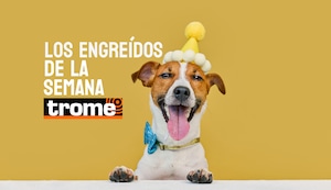 ¡Peluditos que conquistan! Estos son los traviesos que se robaron el corazón esta semana