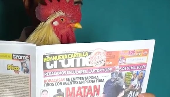 TROME - Lino, el gallo con botas ‘rey del TikTok’, también ‘lee’ su Trome