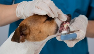 ¿Sabías que los dientes picados de tu perro puede generar graves consecuencias en su salud?