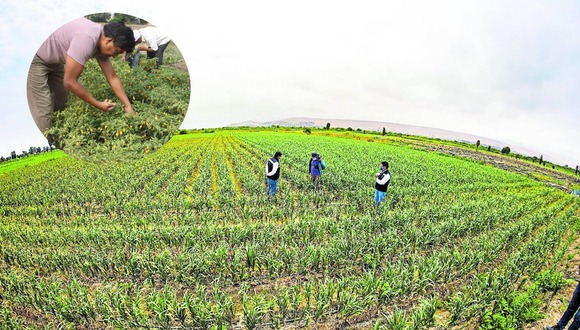 Midagri: Distribuyen guano para cultivos a pequeños agricultores en 7 regiones.
