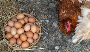 ¿Sabías que hay un Día Internacional del Respeto a las Gallinas? Te contamos todos sobre esta fecha