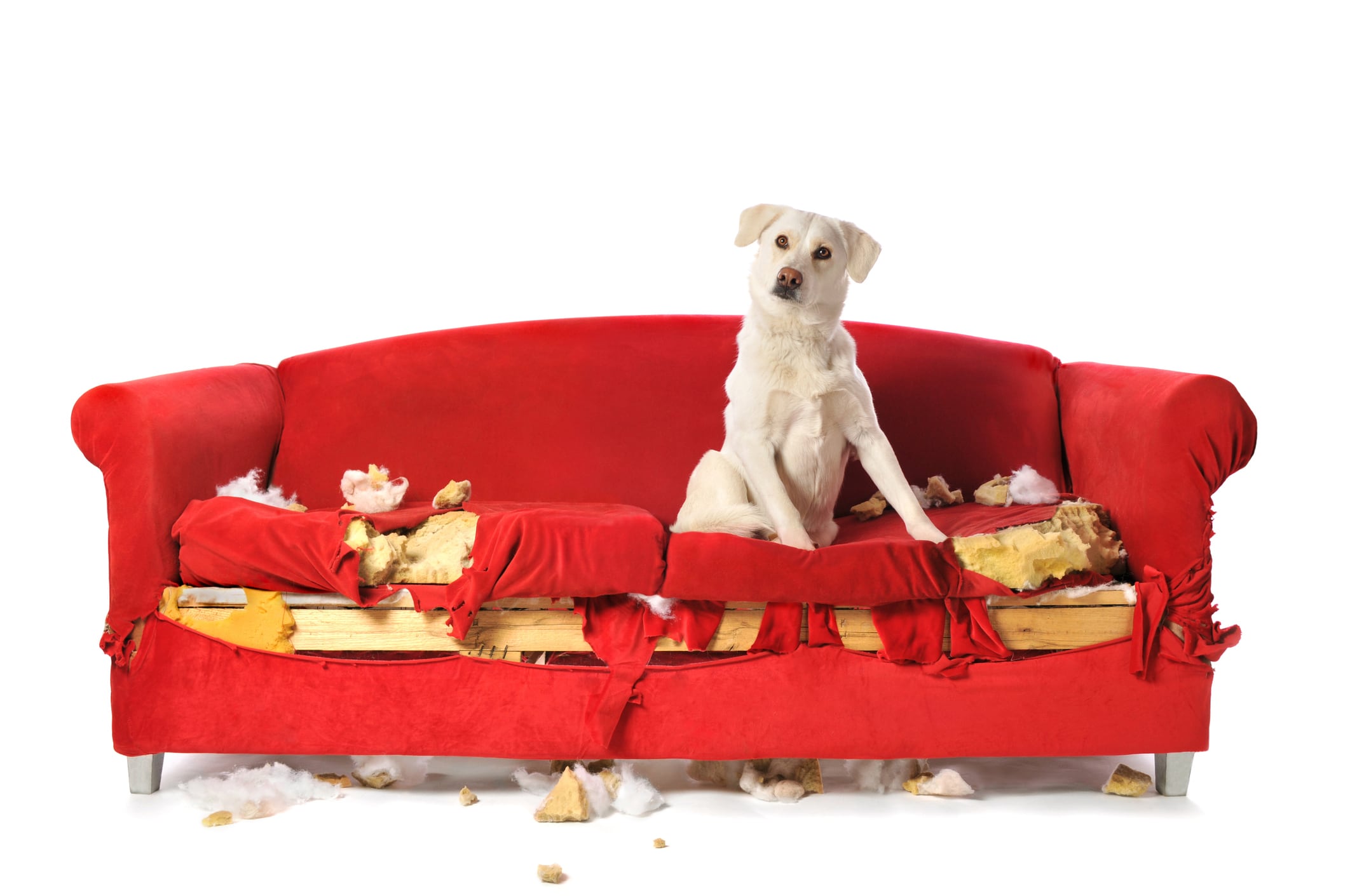 ¿Tu perro hizo una travesura? Así puedes corregirlo sin causarle miedo o estrés