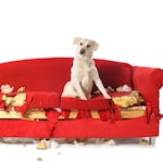 ¿Tu perro hizo una travesura? Así puedes corregirlo sin causarle miedo o estrés