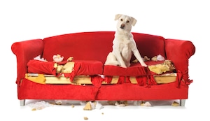 ¿Tu perro hizo una travesura? Así puedes corregirlo sin causarle miedo o estrés